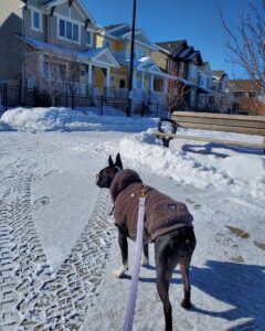 Dog Walking-Edmonton, Alberta