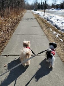 Dog Walking-Edmonton, Alberta